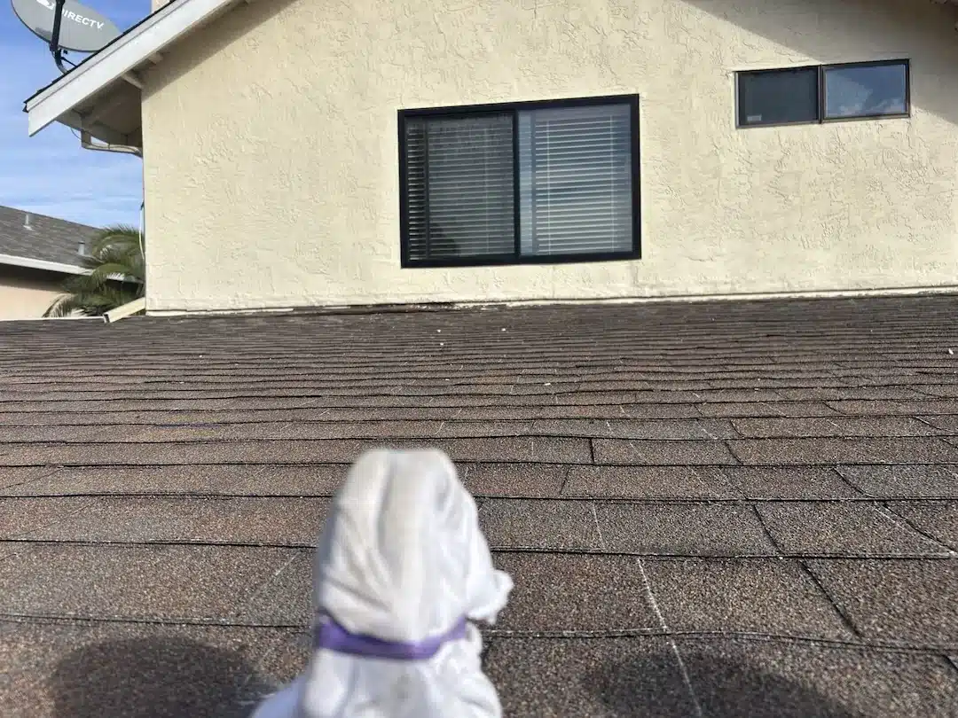 Aging shingle roof section with protected vent before replacement at 1150 Silva Lane, Alameda