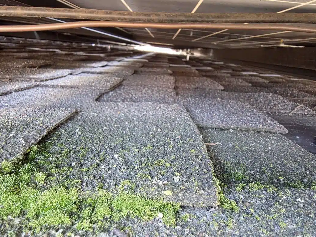 Moss and curled asphalt shingles underneath a rooftop solar array before roof repair on Como Lane, San Jose