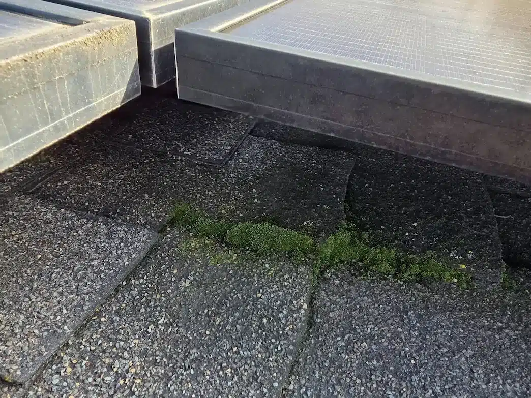 Moss growing along the edge of solar panels on an aging shingle roof before repair in San Jose