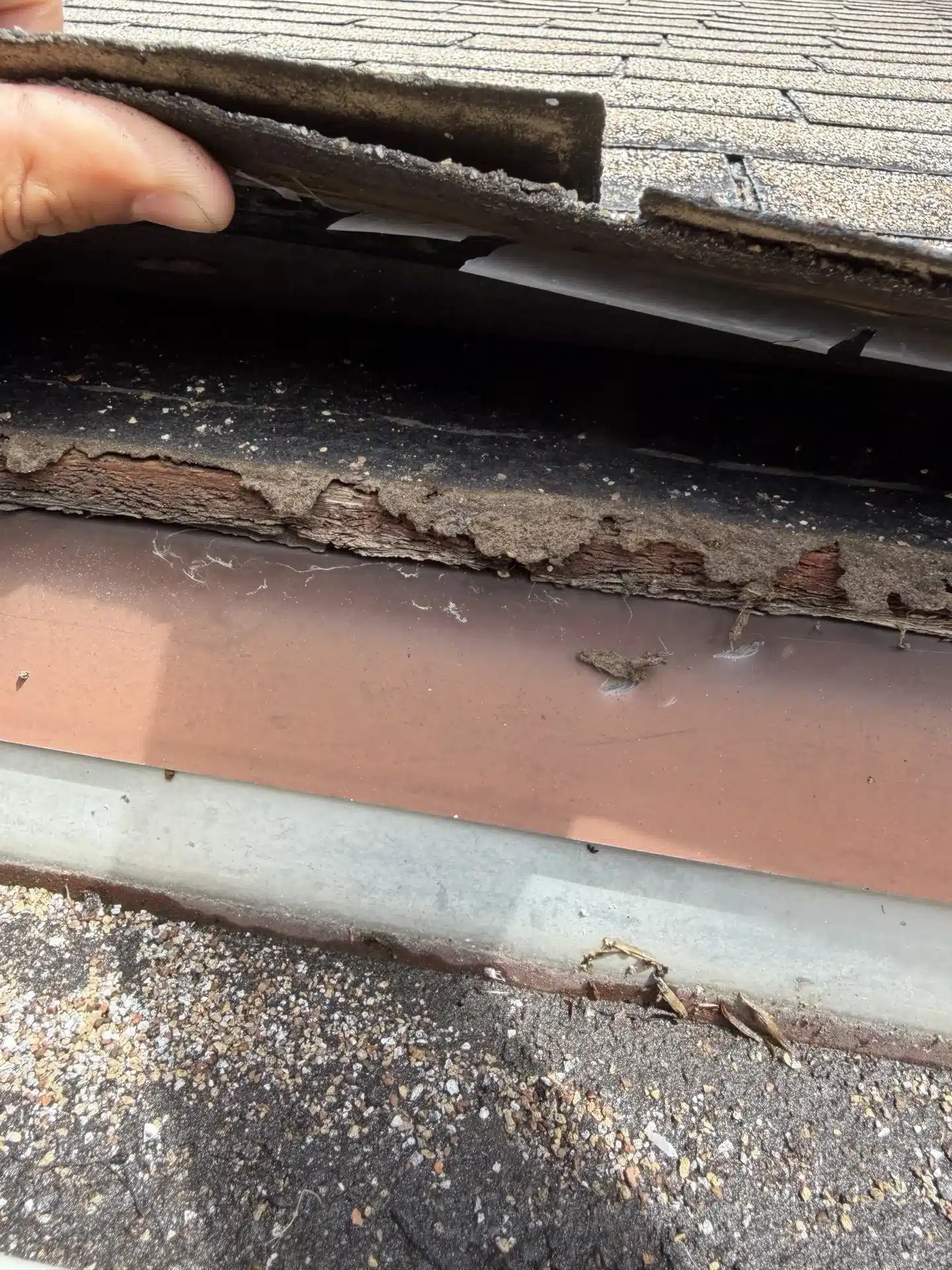 Deteriorated starter course and rotted fascia board revealed by lifting a shingle at the eave