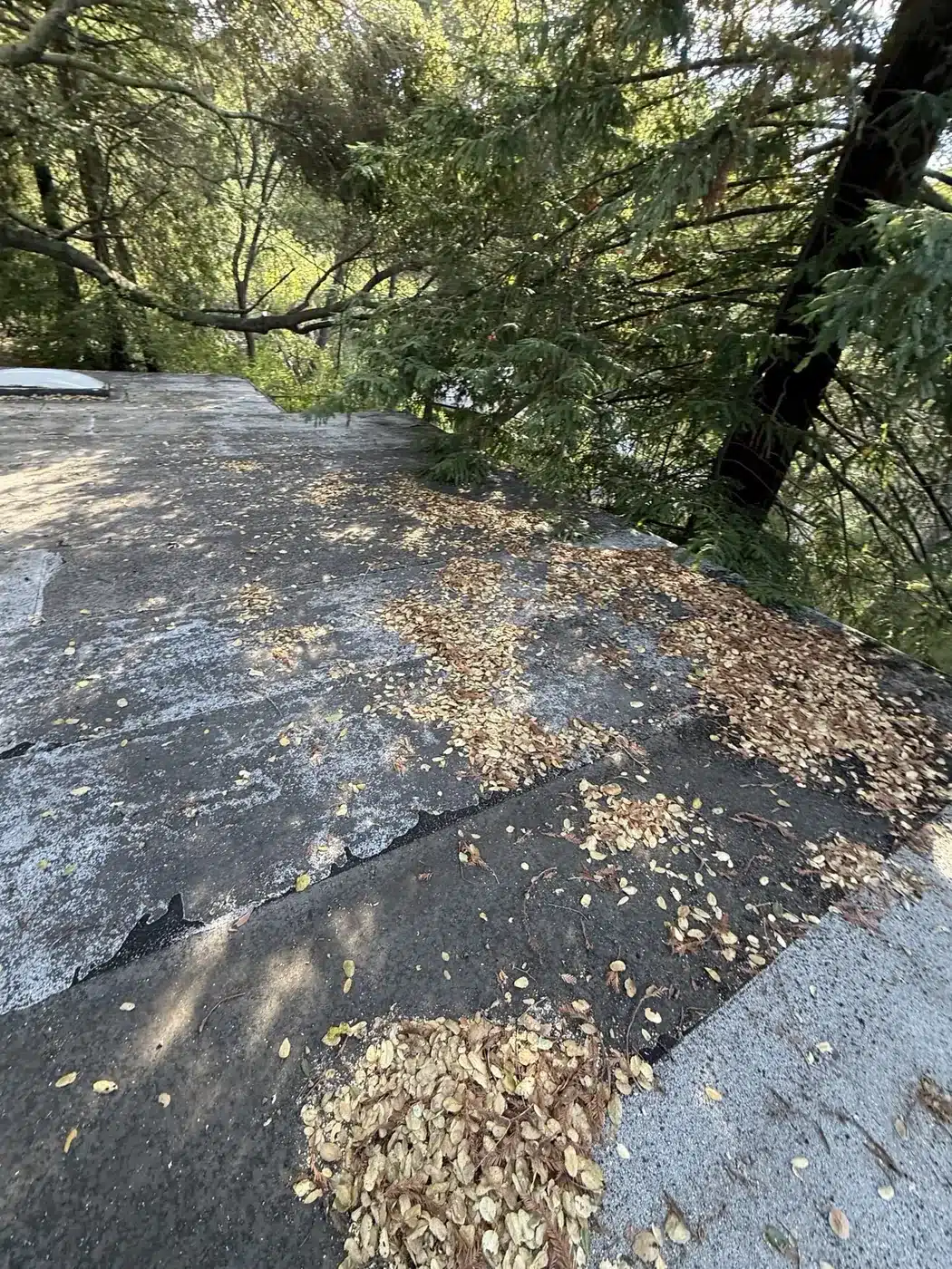 Oak leaf litter piled on a cracked low-slope roof before replacement in Los Gatos, CA