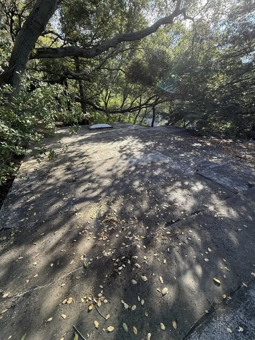 Low-slope cap sheet roof under a canopy of oak trees before a TPO overlay in Los Gatos, CA