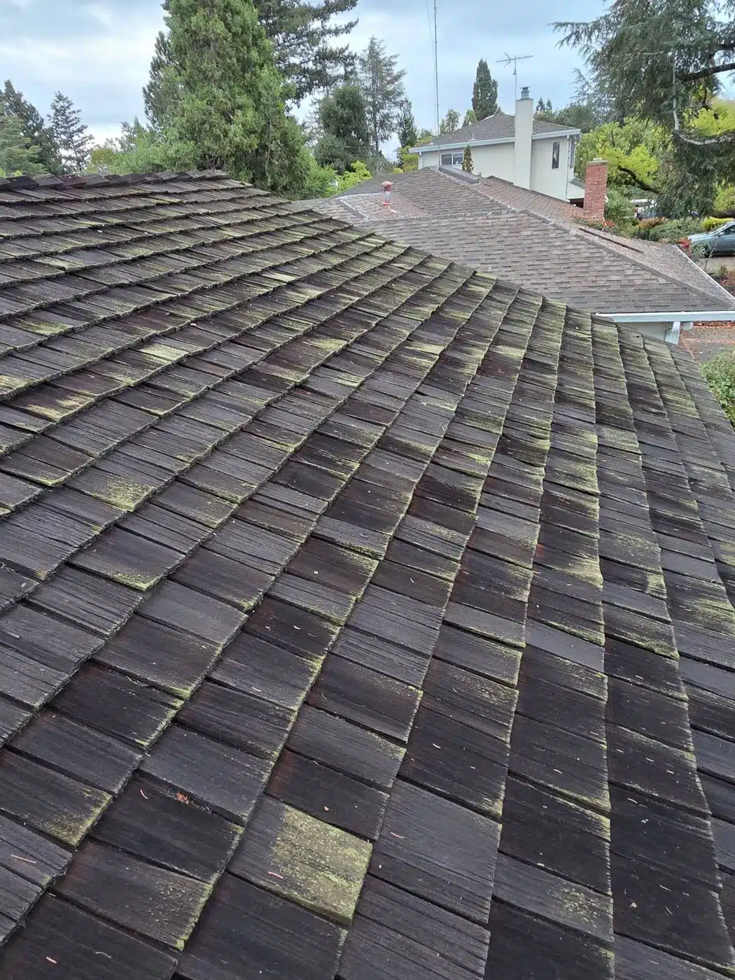 Moss and lichen covering an aging cedar shake roof before replacement in Palo Alto, CA 94306