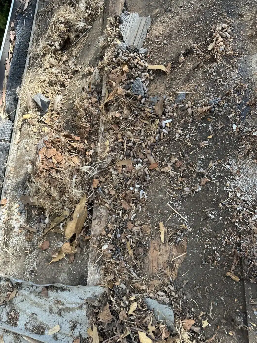 Decades of debris and deteriorated underlayment exposed under lifted concrete tile in Vallejo, CA