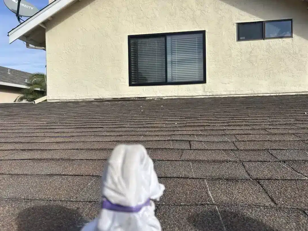 Aging shingle roof section with protected vent before replacement in Alameda