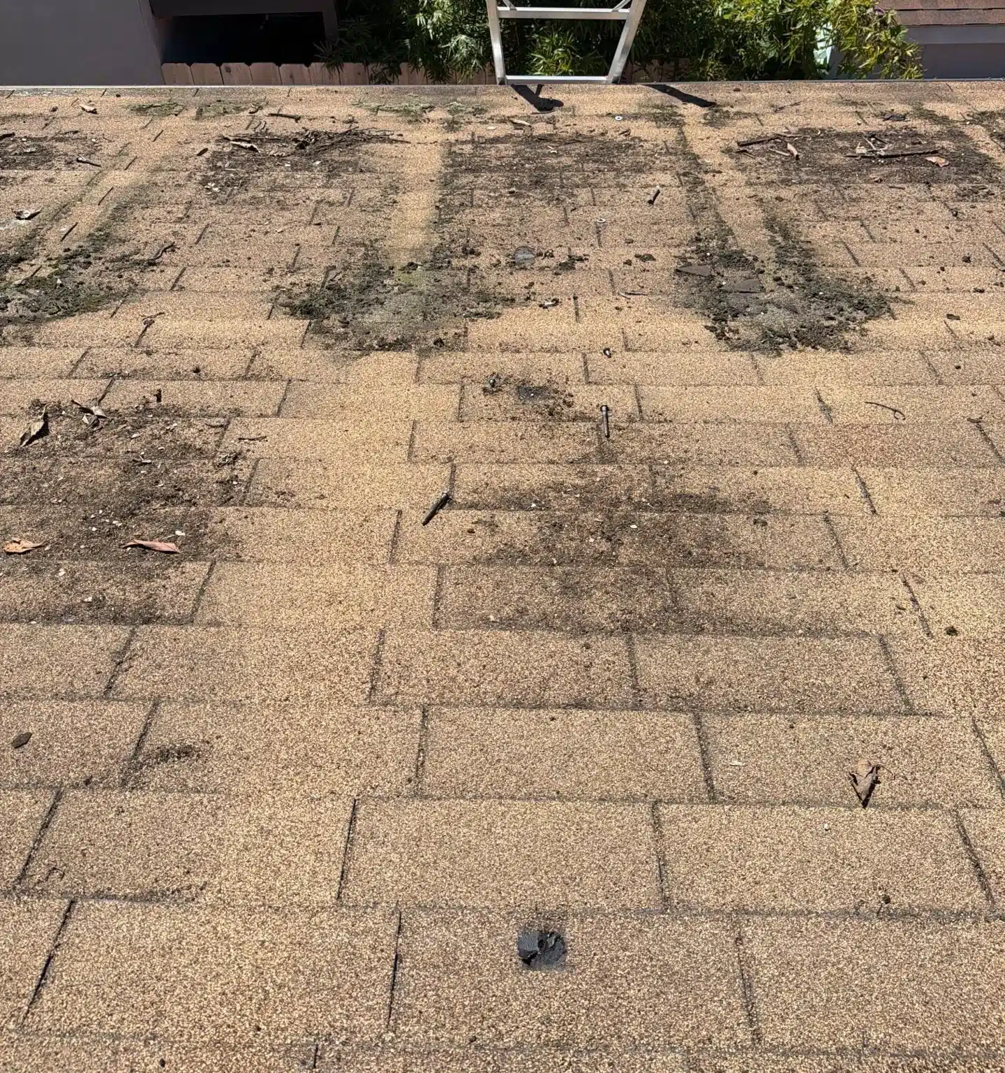 Dark wear patches and debris across the old shingles on the Berkeley roof before tear-off